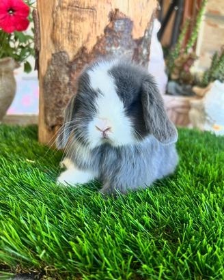 Ariete Nano Mini lop