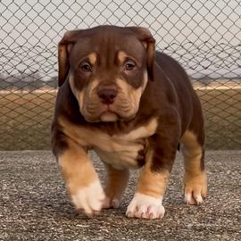 American Bully maschio