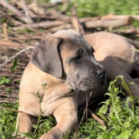 Cucciola cane corso
