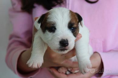 Jack Russell terrier con pedigree