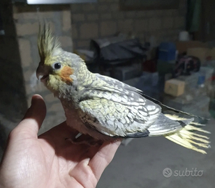 Calopsite allevate a mano