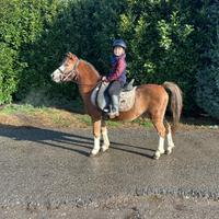 Pony Welsh