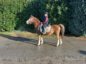 Pony Welsh