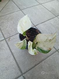 Pianta di Pothos Manjula