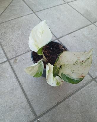 Pianta di Pothos Manjula