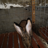 Conigli giganti delle fiandre