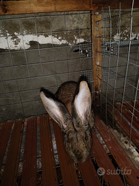 Conigli giganti delle fiandre