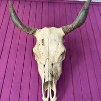 Teschio di bue
