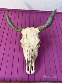 Teschio di bue