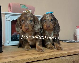 Bassotto kaninchen arlecchino occhi azzurri