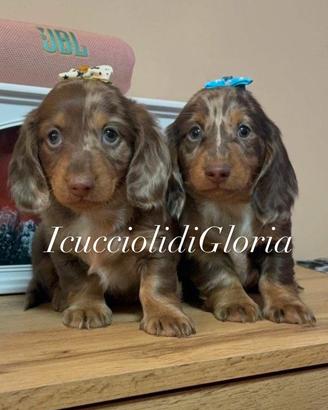 Bassotto kaninchen arlecchino occhi azzurri