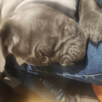Cane corso