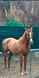 Cavalla Anglo Araba
