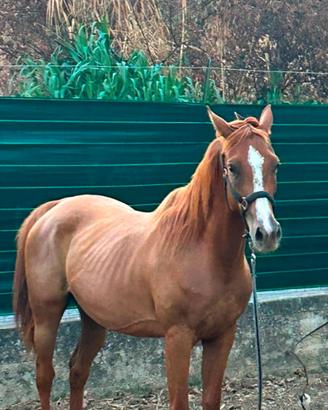 Cavalla Anglo Araba