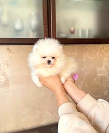 Spitz tedesco NANO ( Pomerania ) MINI