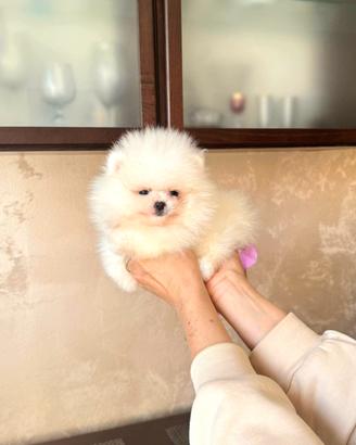 Spitz tedesco NANO ( Pomerania ) MINI