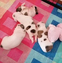 Cuccioli maschi di bulldog francese