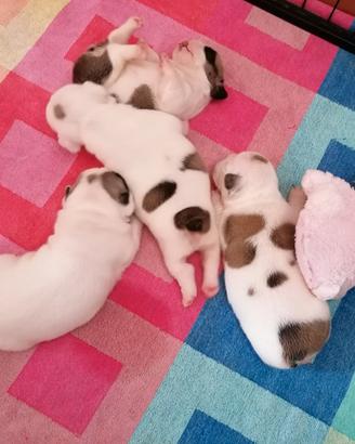 Cuccioli maschi di bulldog francese