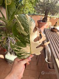 Talea Monstera Albo Variegata