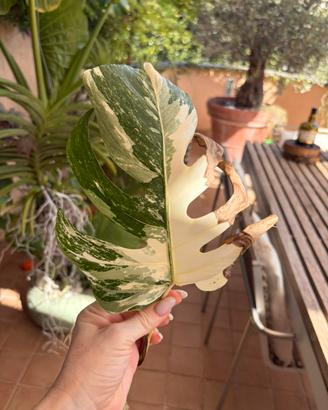 Talea Monstera Albo Variegata