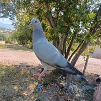 Piccioni volantini e stantuffi da caccia
