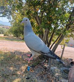 Piccioni volantini e stantuffi da caccia