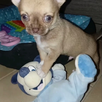 Chihuahua