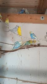 Cocorite, colombe