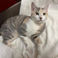 BONNIE, 6 mesi, dolce come il miele