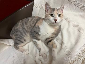 BONNIE, 6 mesi, dolce come il miele