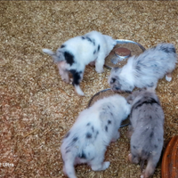 Pastori biellesi(SIMIL-NO PEDIGREE)