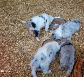 Pastori biellesi(SIMIL-NO PEDIGREE)