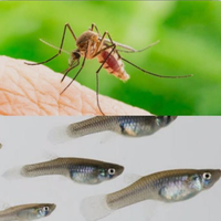 Pesci gambusie mangia zanzare