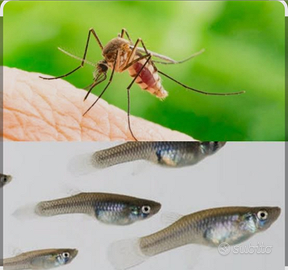 Pesci gambusie mangia zanzare