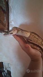 Pitone reale