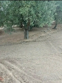 Terreno agricolo Andria