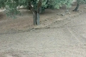 Terreno agricolo Andria