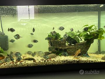 Blue parrot pesce, acquario- 200