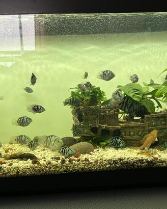 Blue parrot pesce, acquario- 200