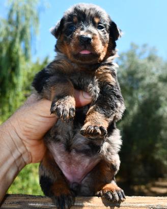 Cucciola BEAUCERON femmina arlecchino