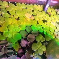 Spirodela polyrhiza pianta x acquario
