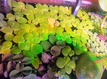 Spirodela polyrhiza pianta x acquario