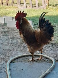 Galli o coppie di galline bionde piemontese