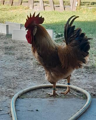 Galli o coppie di galline bionde piemontese