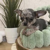 Chihuahua toy femmina Blu Merle 3 mesi taglia Mini