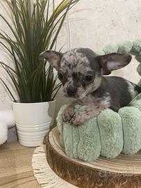 Chihuahua toy femmina Blu Merle 3 mesi taglia Mini