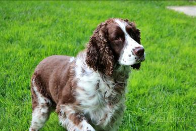 Cane sprigelspaner da scambiare
