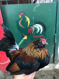 Galline ornamentali