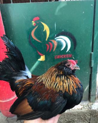 Galline ornamentali