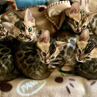 Fantastici cuccioli di gatto bengala